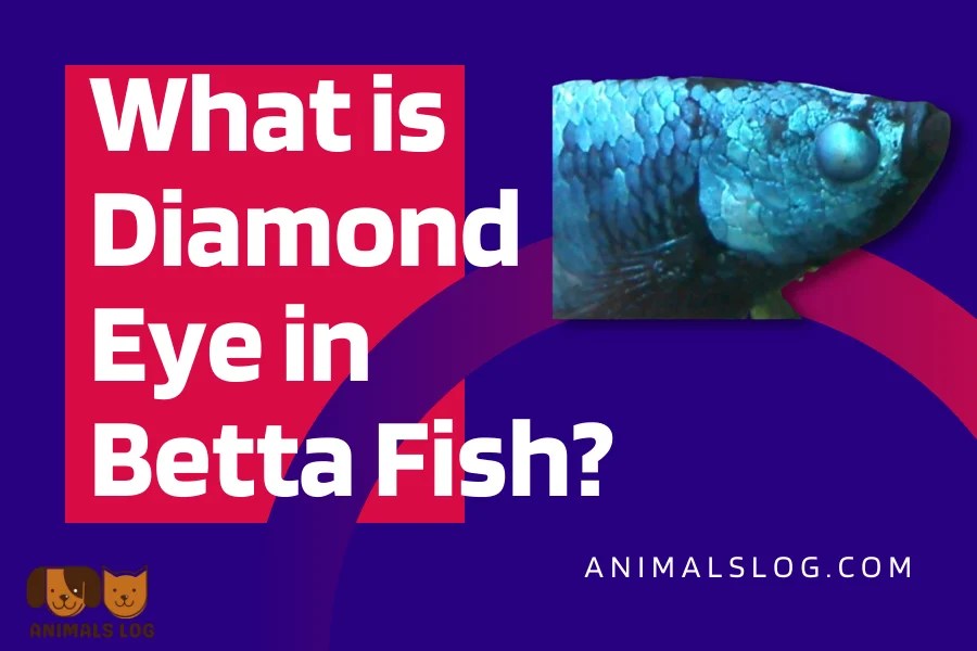 What is Diamond Eye Betta And How to Cure it Animals Log