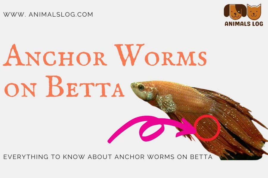 Everything to Know About Anchor Worms on Betta Animals Log