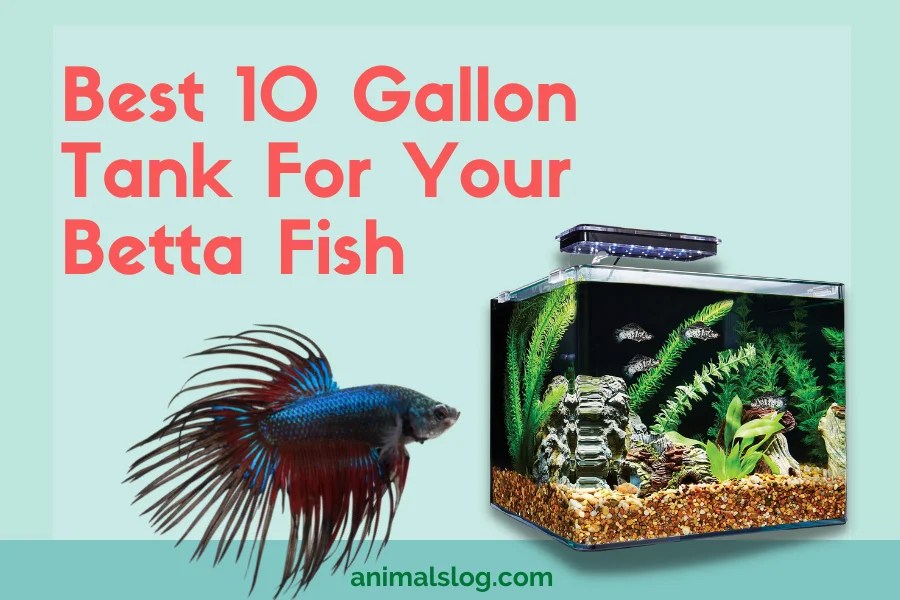Top 3 Best 10 Gallon Betta Tank To Look For Animals Log