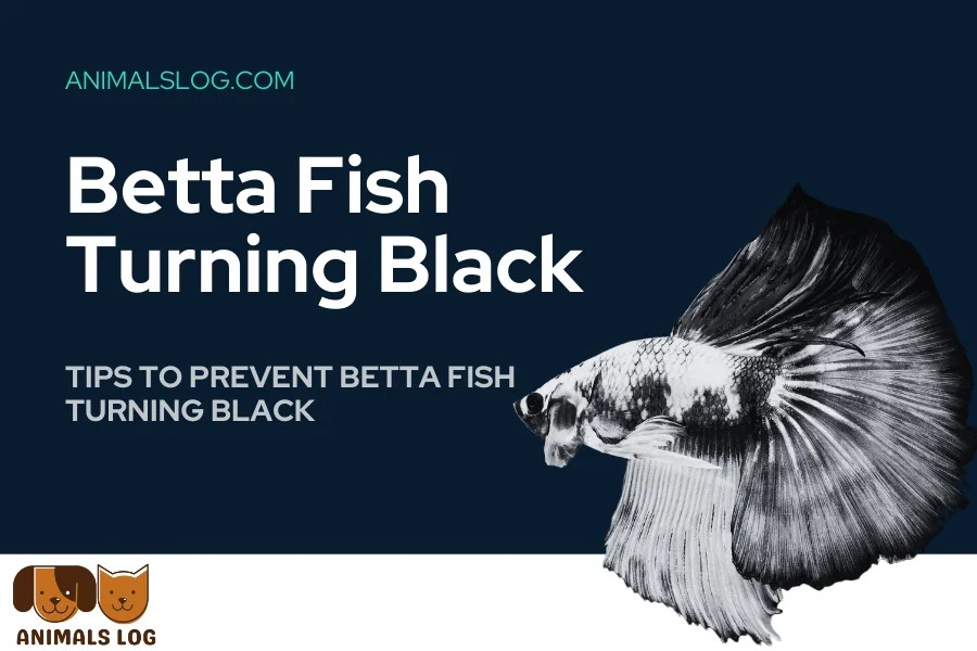 3 Tips to Prevent Betta Fish Turning Black Animals Log