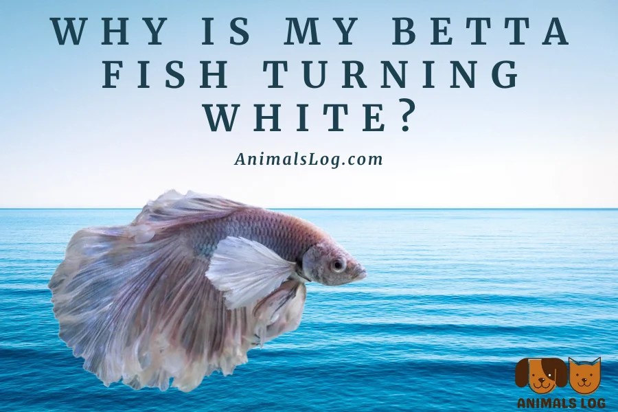 Why Is My Betta Fish Turning White? Animals Log
