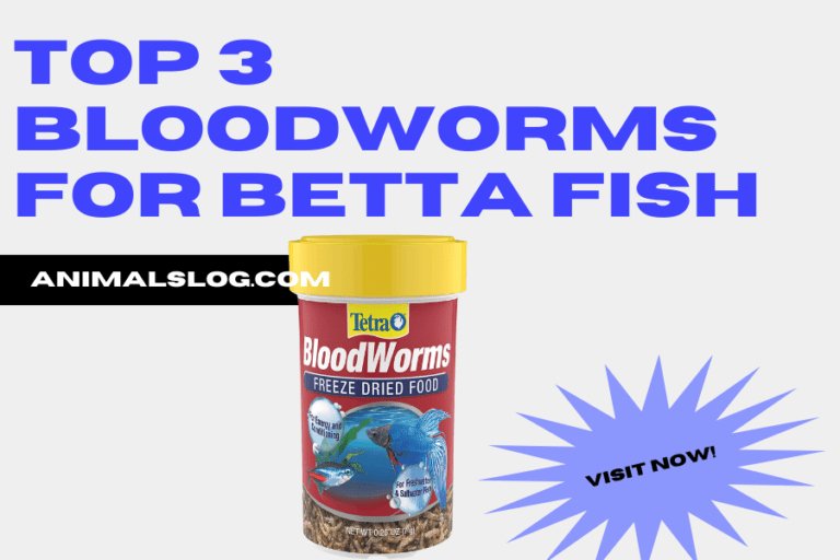 Are Bloodworms For Betta Fish Good Or Bad? Animals Log