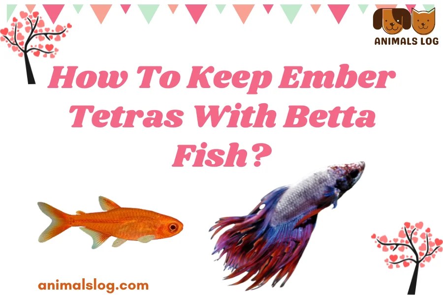 How to Keep Ember Tetras With Betta Fish? Animals Log