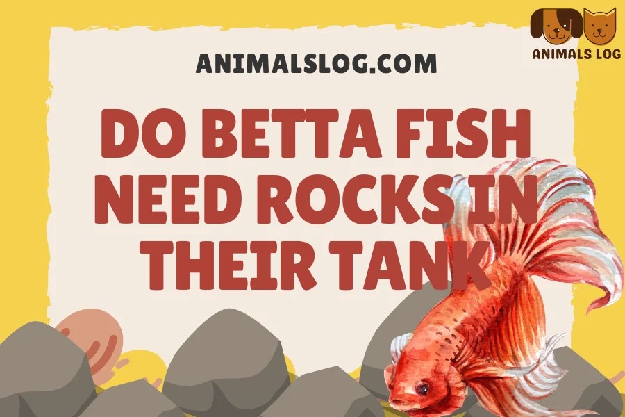 [Answered] Do Betta Fish Need Rocks In Their Tank? Animals Log