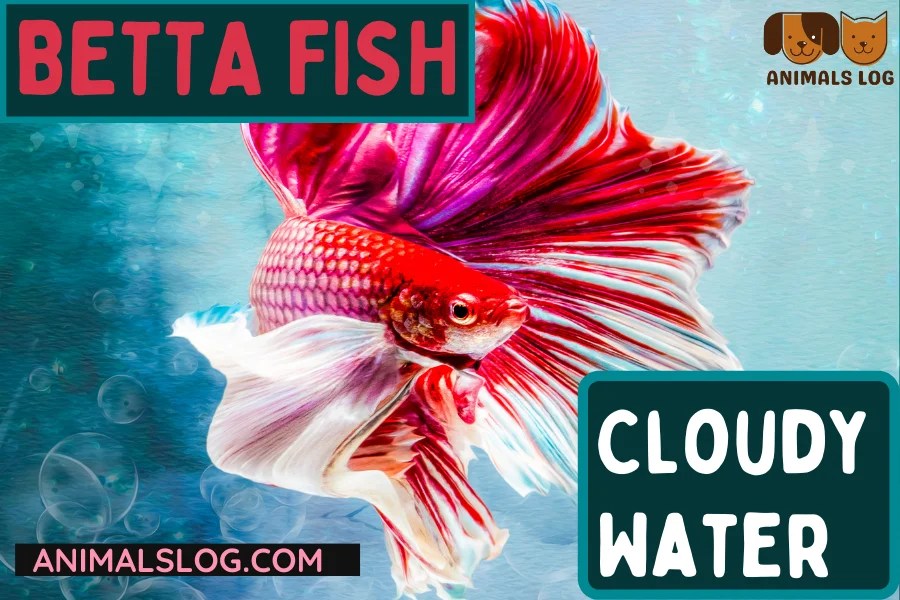 Betta Fish Cloudy Water A Complete Guide Animals Log