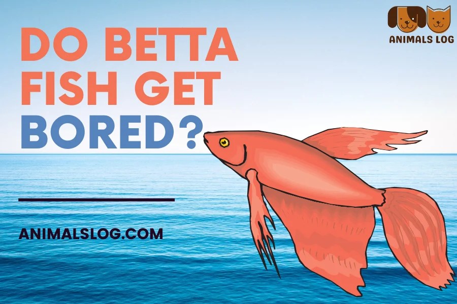 Do Betta Fish Get Bored? Myth OR Fact? Animals Log