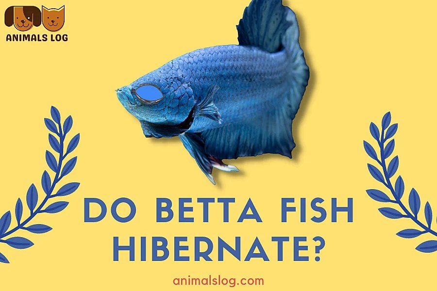 Do Betta Fish Hibernate? Betta Sleeping Mystery Solved! Animals Log