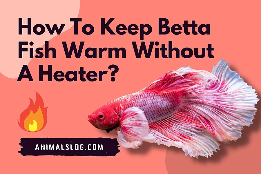 How To Keep Betta Fish Warm Without A Heater? Animals Log