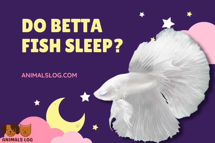 Do Betta Fish Sleep When, Where, How? Animals Log