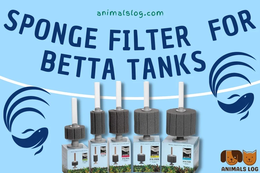 Top 3 Best Sponge Filter For Betta Tanks Animals Log