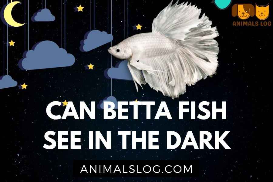 Can Betta Fish See In The Dark? [Explained] Animals Log