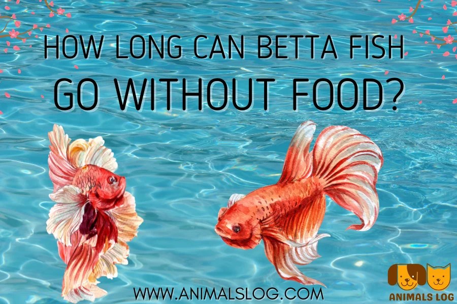 How Long Can Betta Fish Go Without Food? Animals Log