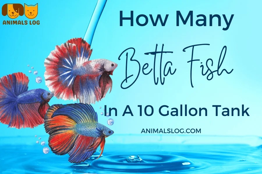 How Many Betta Fish In A 10 Gallon Tank? Animals Log