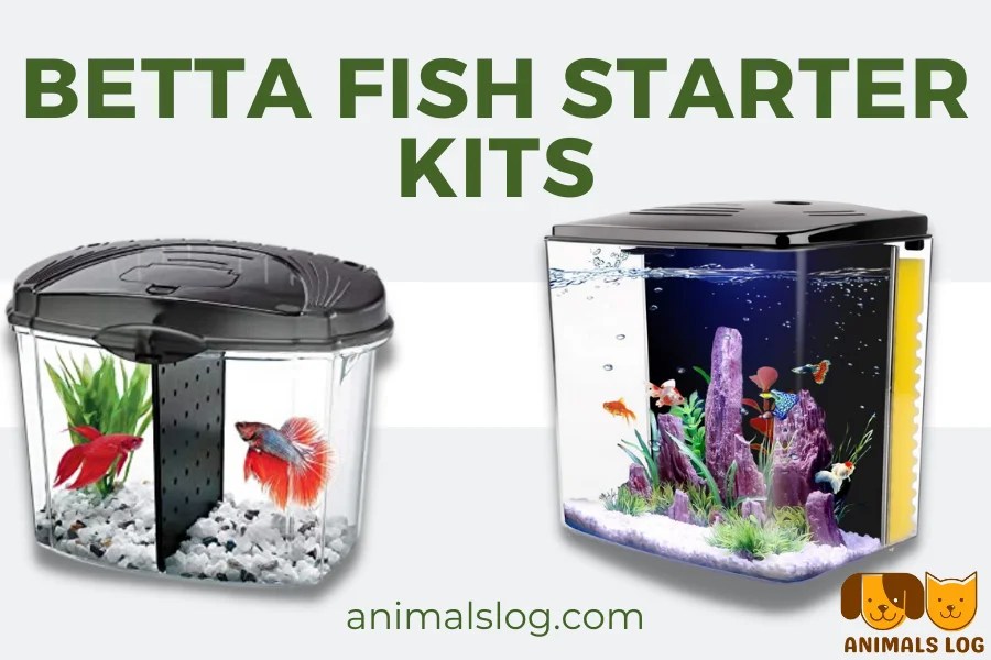 Top 3 Betta Fish Starter Kit You Can Buy Animals Log