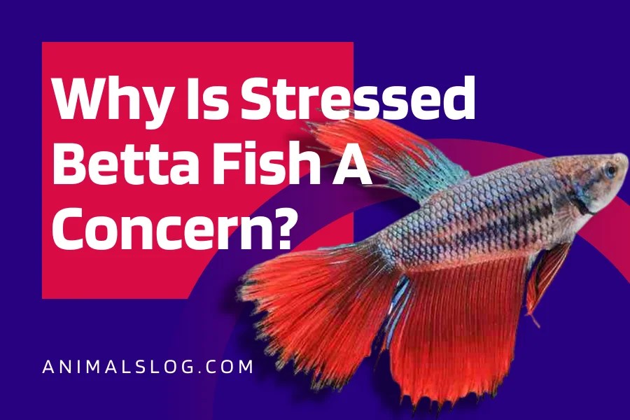 Why Is Stressed Betta Fish A Concern? Animals Log
