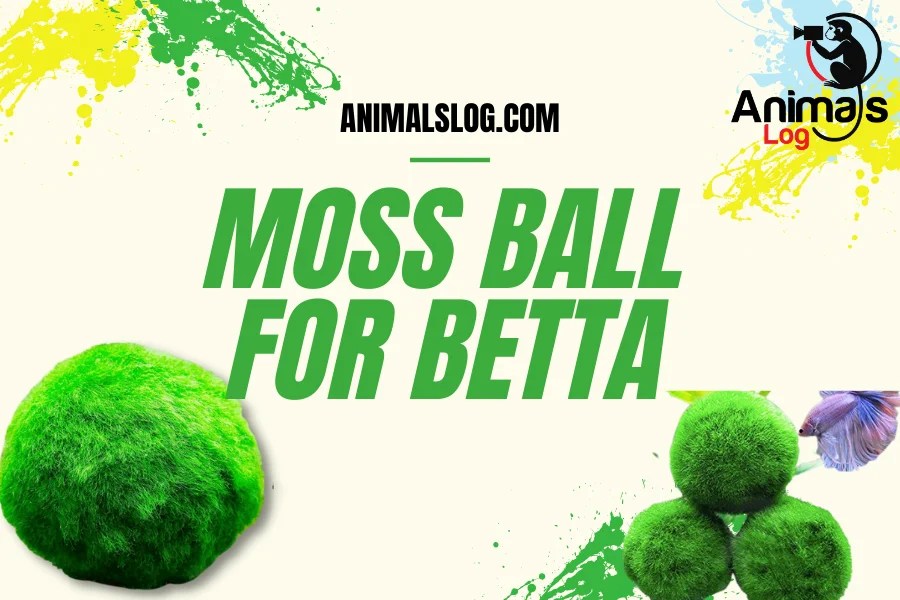 Moss Ball For Betta 101 Benefits For Betta Tank Animals Log