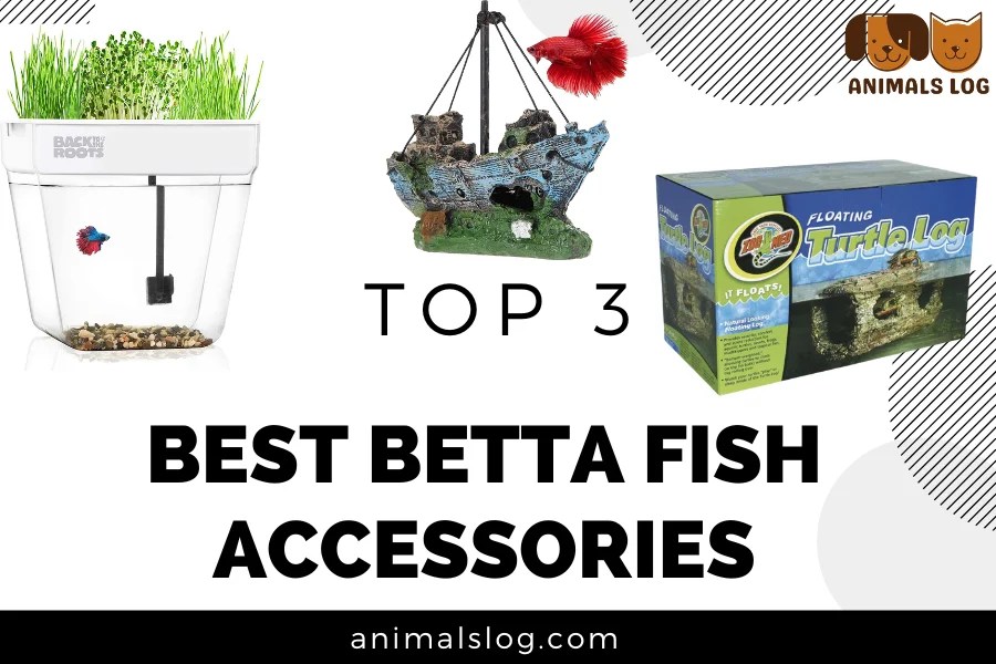 Best Betta Fish Accessories You Should Add To Your Tank Animals Log