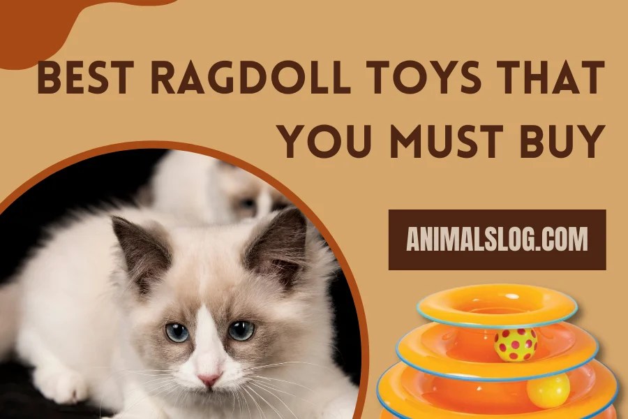 3 Best Ragdoll Toys That You Must Buy! Animals Log