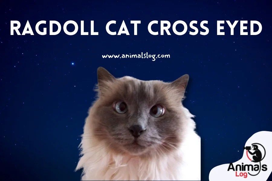 Ragdoll Cat Cross Eyed Should I Worry? Animals Log