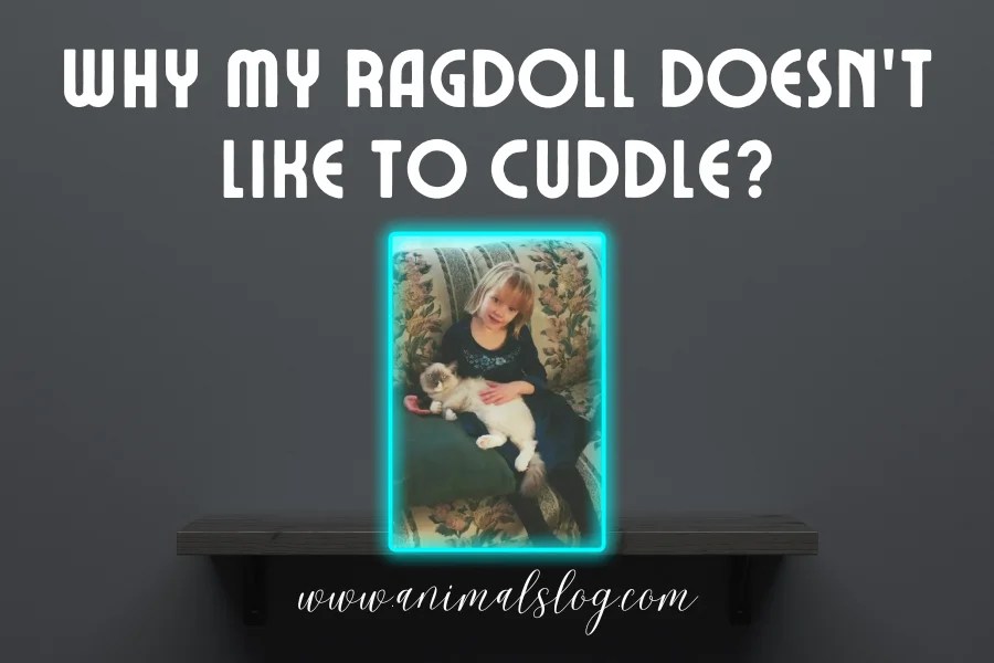 Why My Ragdoll Doesn't Like To Cuddle? [Explained] Animals Log