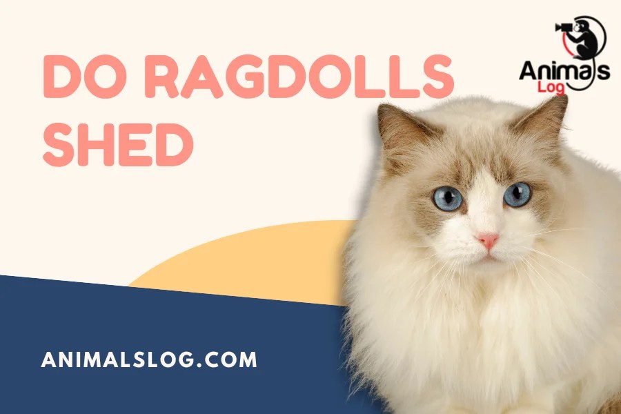 Do Ragdolls Shed? Answered! Animals Log