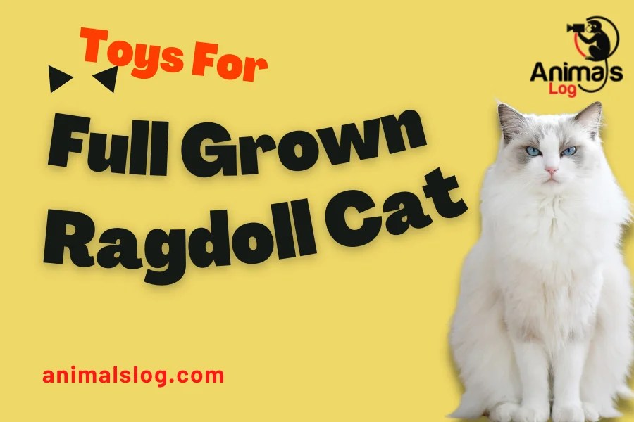 3 Best Toys For A Full Grown Ragdoll Cat! Animals Log