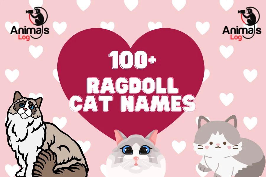 100+ Ragdoll Cat Names Choose the Best Name For Your Cat Animals Log