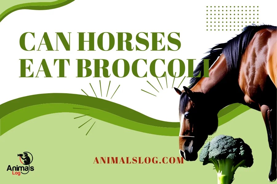 Can Horses Eat Broccoli? Answered! Animals Log