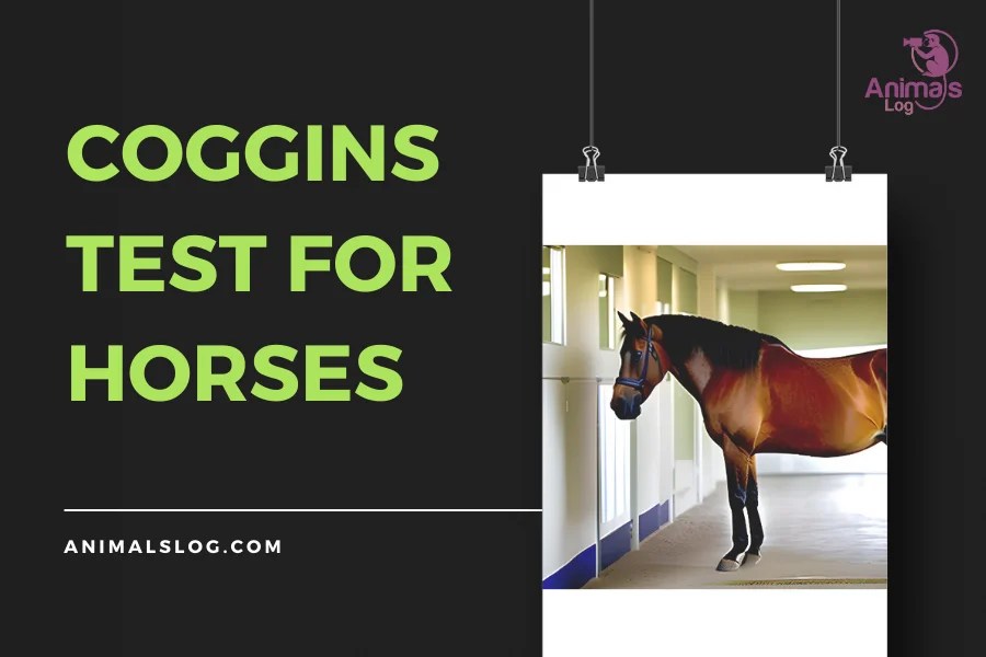Why Is Coggins Test For Horses Important? Animals Log