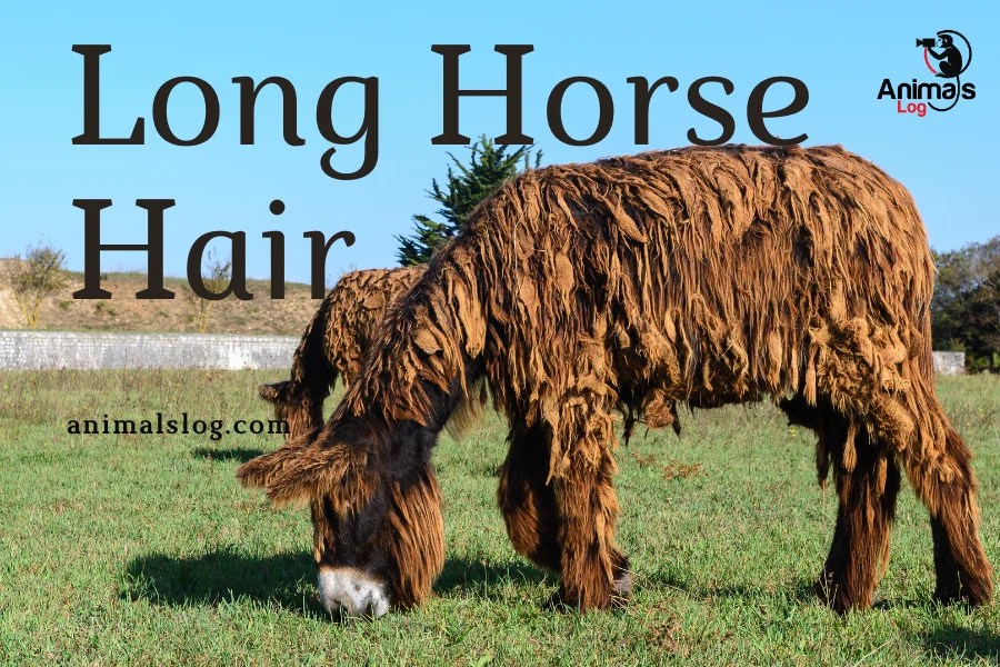 Long Horse Hair & How To Take Care Of It Animals Log