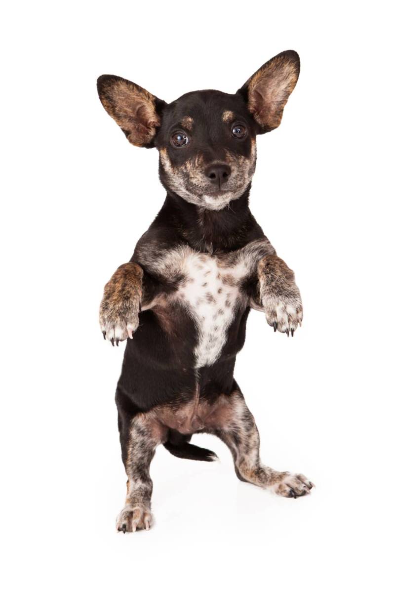 6 Facts about Chiweenie (A.K.A. Chihuahua & Dachshund Mix or Chihuahua
