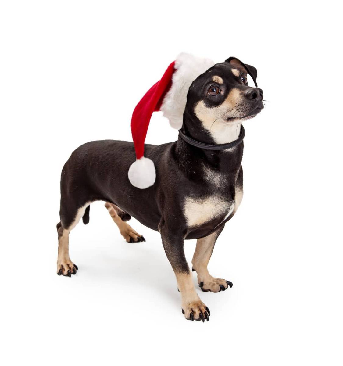 6 Facts about Chiweenie (A.K.A. Chihuahua & Dachshund Mix or Chihuahua