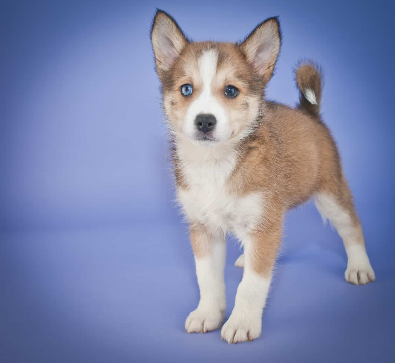 7 Things You Need to Know Before Buying a Pomsky Animalso