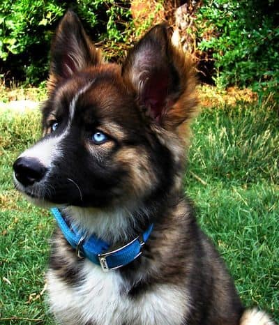 The German Shepherd Husky Mix (A.k.a Gerberian Shepsky) – All You Need To Know - Animalso