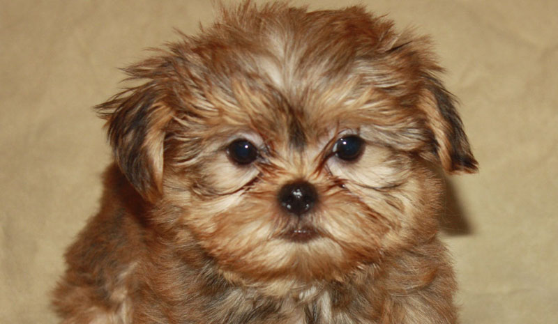 Shorkie A Definitive Review of the Shih Tzu Yorkie Mix (and Photos