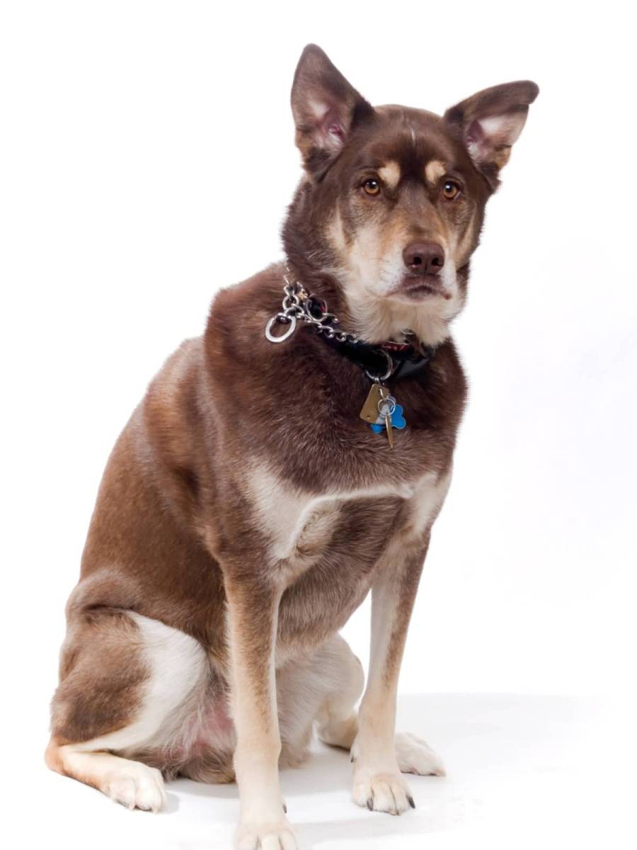 What You Need to Know before Getting a Husky Lab Mix Animalso
