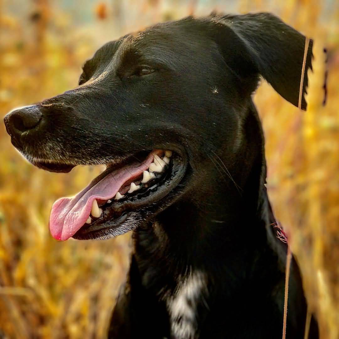 Meet America’s Dog The Mountain Cur Animalso