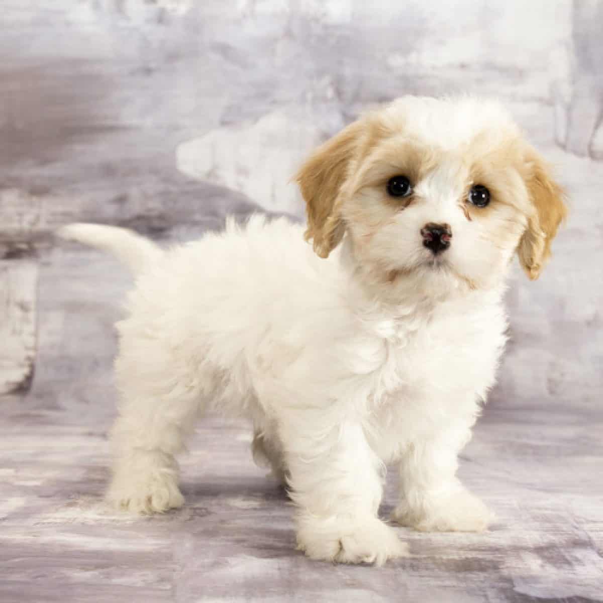 All You Need to Know About the Adorable Cavachon Animalso