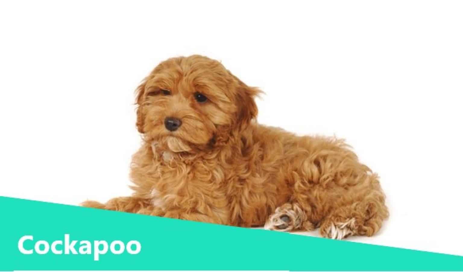 The Cockapoo The Cuddly Companion Dog Animalso