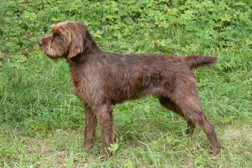 Presenting the Pudelpointer The Best Hunting Dog Around Animalso