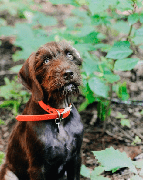 Pudelpointer Puppies For Sale Canada