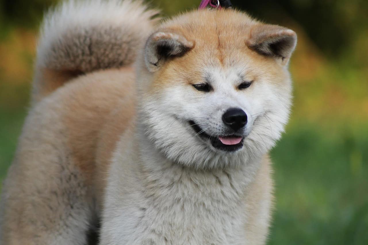 +28 Small Akita Inu Breed