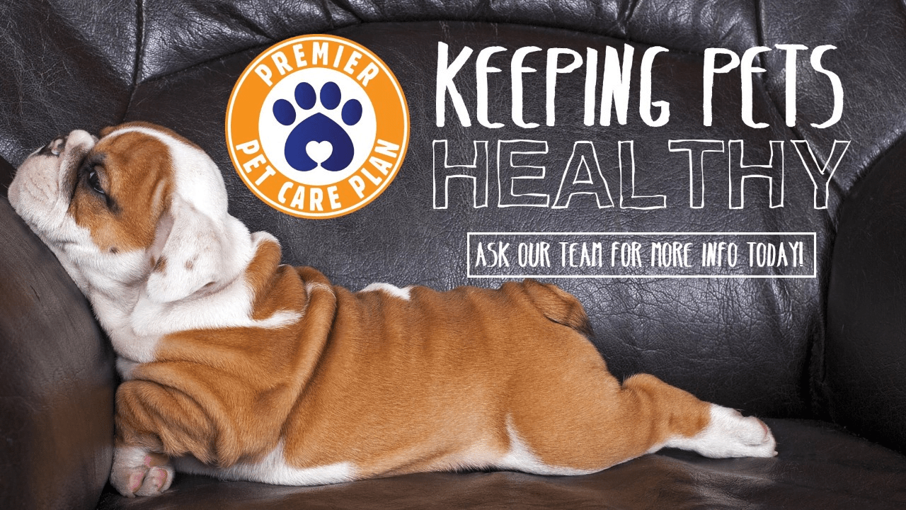 Veterinarian in Brevard, NC Vet Care Contact Our Animal Hospital Today