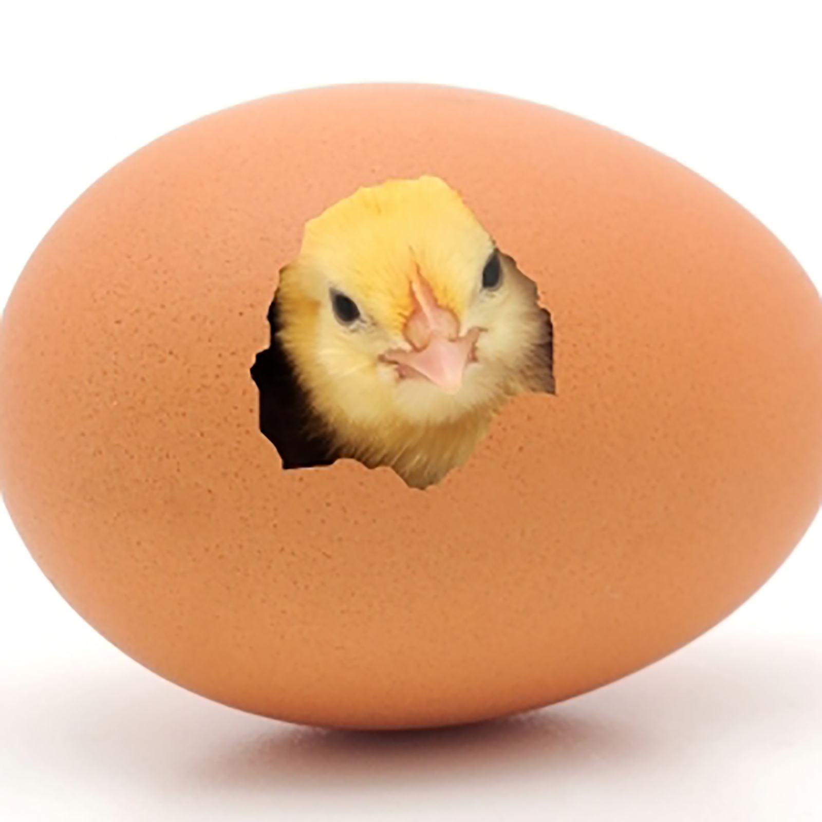Chickhatching