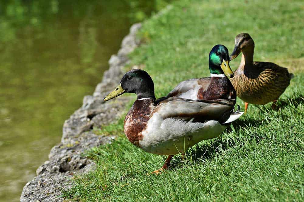 What Is a Group Of Ducks Called? [Group Of Ducks Secrets]