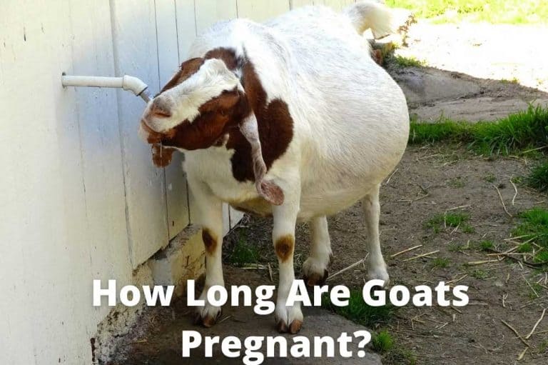 How Long Are Goats Pregnant? [Gestation Period For Deer]