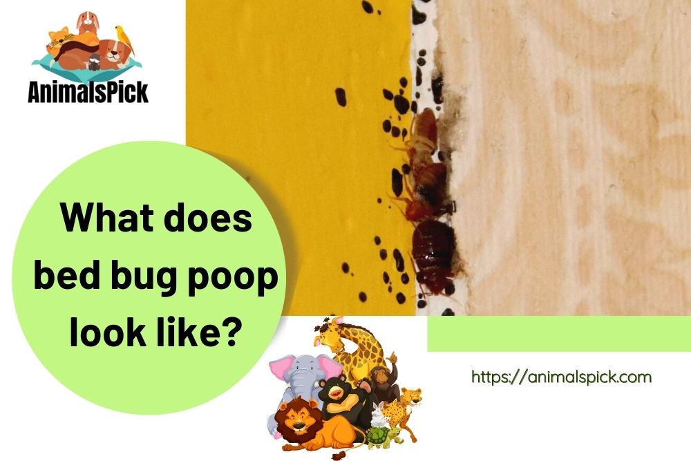What Does Bed Bug Poop Look Like 7 Ways To Identify Bed Bug Feces