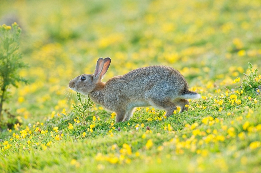 European Rabbit Facts, Habitat, Distribution, Pictures