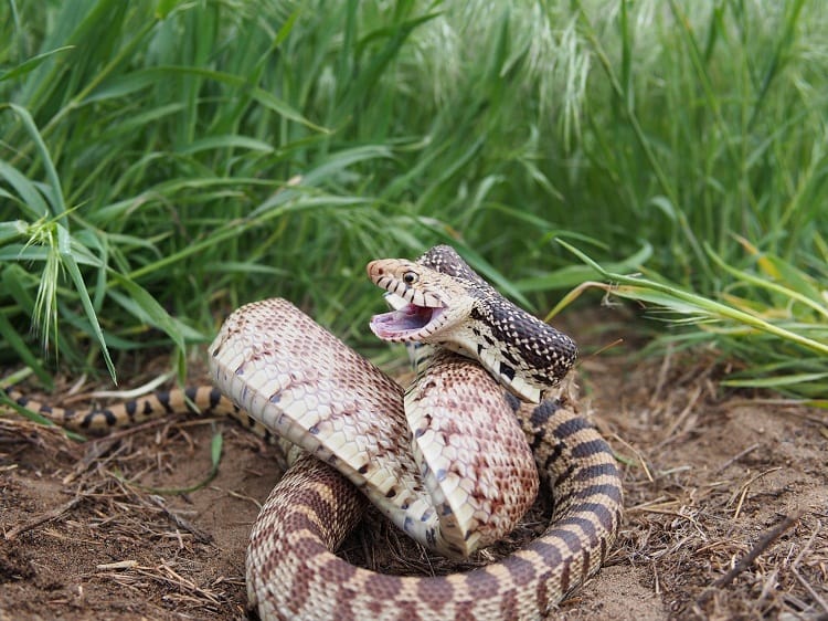 Bull Snake