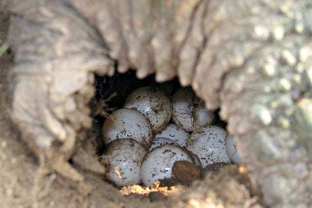Common Snapping Turtle